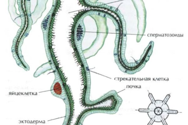 Сайт кракен рабочая ссылка