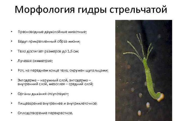 Забыл пароль от кракен